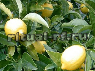 лимон от рака